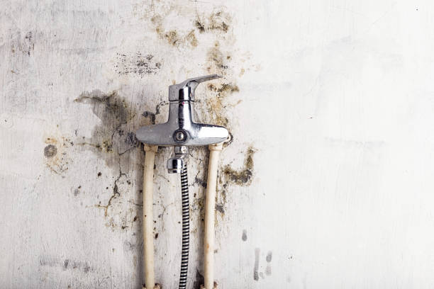 Best Best Mold Removal Companies  in Steele, MO