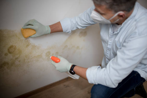 Best Commercial Mold Removal  in Steele, MO