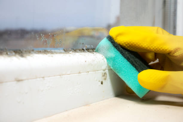 Professional Mold Removal in Steele, MO